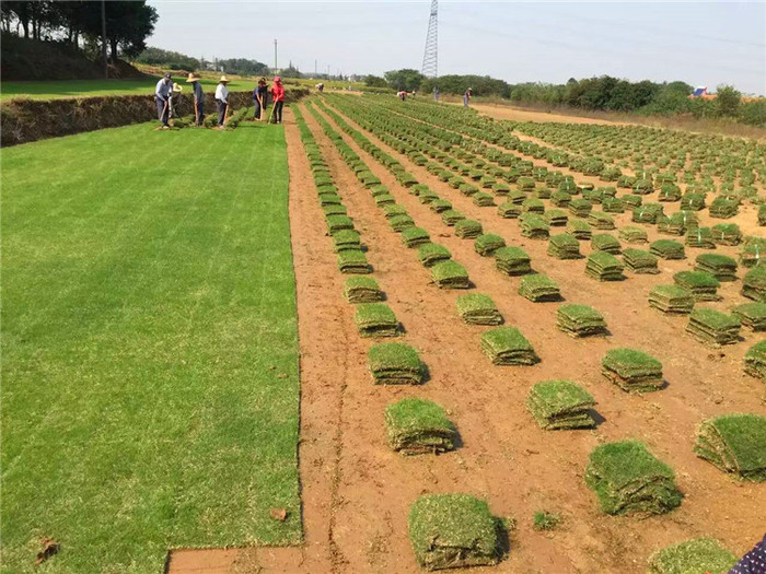 果岭草草坪种植方法图片